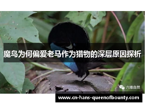 魔鸟为何偏爱老马作为猎物的深层原因探析
